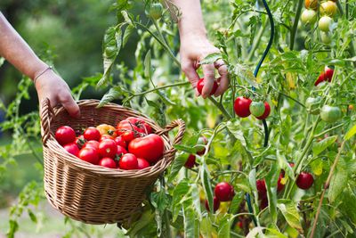 Tomaten ernten &#8211; das sollte ich beachten