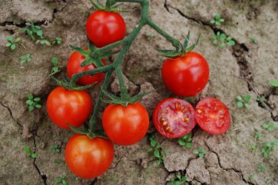 Tomaten säen - den Samen legen für das Sommerglück