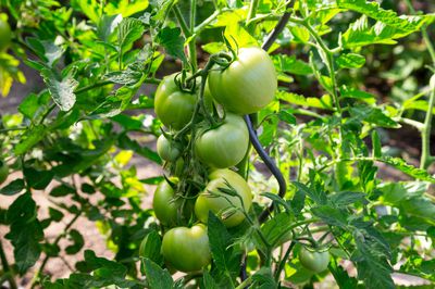 Was kann man tun, wenn Tomatenbl&auml;tter gelb werden?