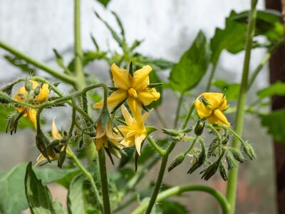 >Tomaten bl�hen nicht: Die h�ufigsten Ursachen und was jetzt hilft