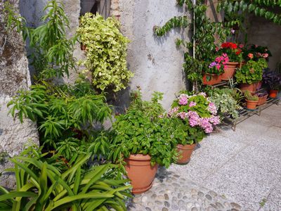 Der mediterrane Topfgarten - die groe Vielfalt fr Balkon und Terrasse