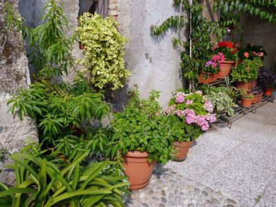 Die schönsten Kübelpflanzen für Terrasse und Balkon