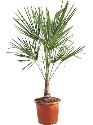 Trachycarpus fortunei (120-140), Stamm (20-30), im 33cm Topf, Hhe 130cm, Breite 75cm