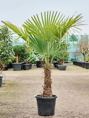 Trachycarpus fortunei, Stamm (30-40), im 33cm Topf, Hhe 160cm, Breite 90cm