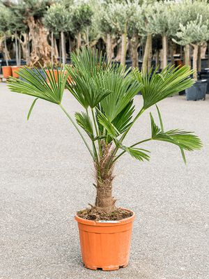 Trachycarpus wagnerianus, Stamm (30-40), im 32cm Topf, Höhe 130cm, Breite 80cm