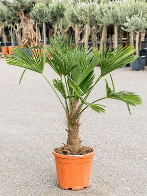 Trachycarpus wagnerianus, Stamm (30-40), im 32cm Topf, Hhe 130cm, Breite 80cm