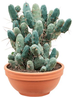 Trichocereus bridgesii f. monstruosa, im 33cm Topf, Hhe 55cm, Breite 40cm