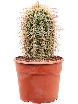 Trichocereus terschechii, im 27cm Topf, Hhe 55cm, Breite 20cm