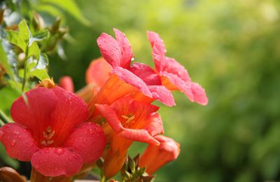 Trompetenblume (Campsis) pflegen, schneiden, vermehren und überwintern