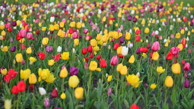 Die Tulpen Bltezeit - die richtige Mischung fr wochenlange Farbenpracht
