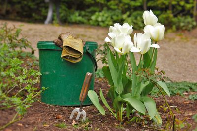 Die beste Tulpen Pflanzzeit - mit diesen Tipps steht dem bunten, fröhlichen Tulpenfrühling nichts mehr im Wege