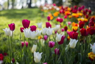 Sind Tulpen giftig f&uuml;r Hunde, Katzen oder Menschen?