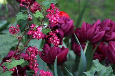 Staudenbeet nach Farben