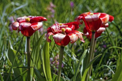 Was ist zu tun, wenn Tulpen verblüht sind?