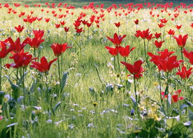 Tulpen vermehren - kann ich das selber machen?