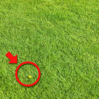 Unkrautbekämpfung im Rasen: Biologisch ohne Chemie?