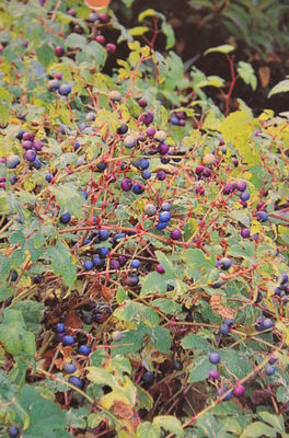 Ussuri-Scheinrebe Ussuri-Scheinrebe