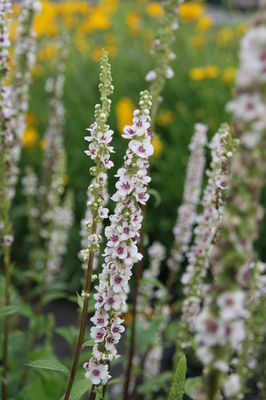 Verbascum nigrum 'Album'