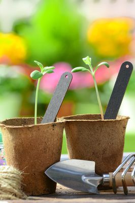Weihrauchpflanzen vermehren: Was ist zu beachten?