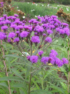 Vernonia crinita