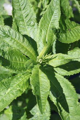 Vernonia noveboracensis 'White Lightening'