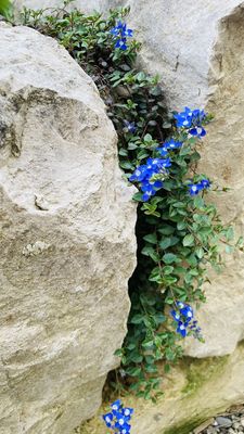 Veronica liwanensis, Veronica liwanensis