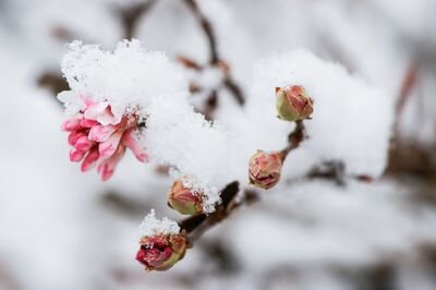 Winterhärtezonen – was ist das?