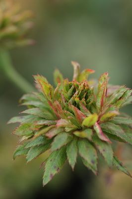 Rose Viridiflora