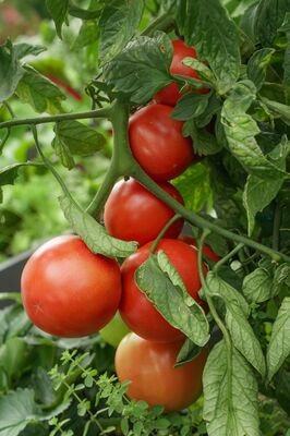 Vivagrande, Freilandtomate, Tomate, Lycopersicum, Fleischtomate Vivagrande, Freilandtomate, Tomate, Lycopersicum, Fleischtomate