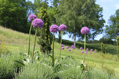 Von Riesenzierlauch und Lavendel ...