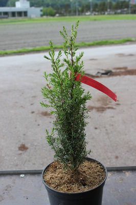 Juniperus com. 'Arnold'