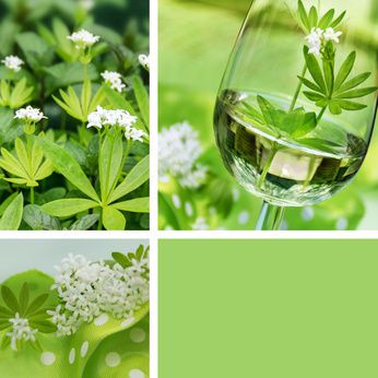 Waldmeister – Pflanze: Tipps zu Pflege und Standort