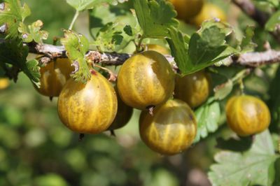 Warum und wozu Stachelbeeren