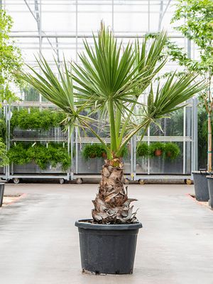 Washingtonia filifera, Stamm, im 45cm Topf, Höhe 170cm, Breite 65cm