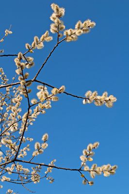 Weidenk&auml;tzchen pflanzen, schneiden, d&uuml;ngen &amp; vermehren