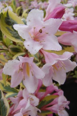 Weigela florida 'Nana Variegata', Weigelie Weigela florida 'Nana Variegata', Weigelie