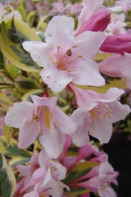 Weigela florida 'Nana Variegata', Weigelie, Hinrichs, XXL Pflanzen