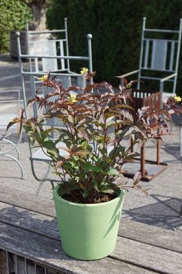 Diervilla splendens 'Diva', Amerikanische Weigelie, Buschgeissblatt, Hinrichs, XXL Pflanzen