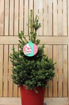 Weihnachtliche Fichte im roten Deko-Topf Weihnachtliche Fichte im roten Deko-Topf