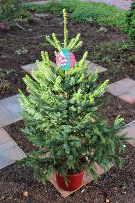 Weihnachtliche Serbische Zwergfichte im roten Deko-Topf Weihnachtliche Serbische Zwergfichte im roten Deko-Topf