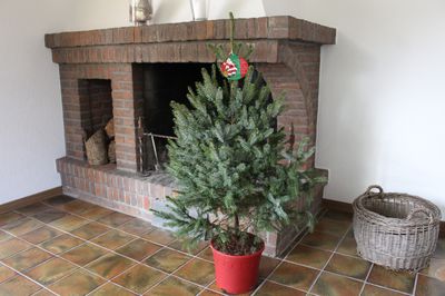 Weihnachtsbaum im Topf: Sorten-Auswahl und Pflege
