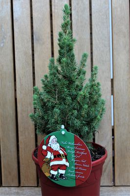 Weihnachtliche Zuckerhutfichte 'Conica Perfecta' im roten Deko-Topf Weihnachtliche Zuckerhutfichte 'Conica Perfecta' im roten Deko-Topf