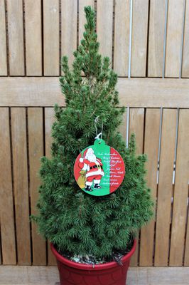 Weihnachtliche Zuckerhutfichte 'Conica' in roten Deko-Topf Picea glauca