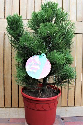 Weihnachtliche Zwergschlangenhaut-Kiefer 'Compact Gem' im roten Deko-Topf Weihnachtliche Zwergschlangenhaut-Kiefer 'Compact Gem' im roten Deko-Topf