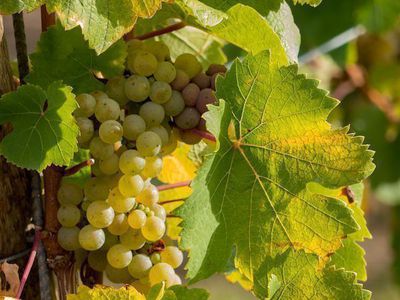 Weinreben pflanzen - Tipps zur Pflanzung und Pflege