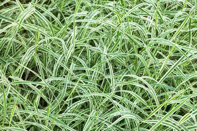 Wei&szlig;bunte Japan-Segge (Carex morrowii): Standort &amp; Schnitt