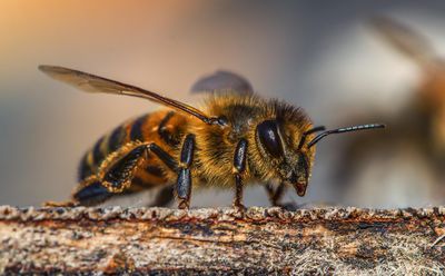 Wenn Bienen nicht so wollen, wie sie sollen...