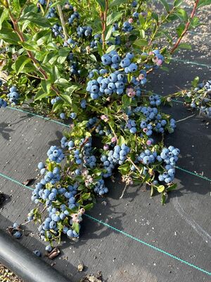 ZÃ¼chtung Heidelbeeren, 2x tragend, BZ, 2024 09, weitere Nummern
