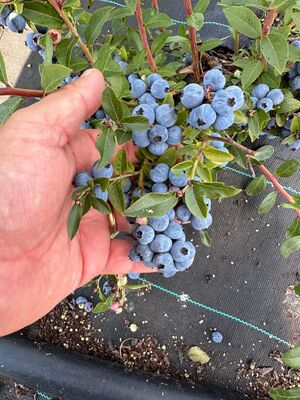ZÃ¼chtung Heidelbeeren, 2x tragend, BZ, 2024 09, weitere Nummern