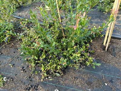 ZÃ¼chtungsfeld BZ, neue Heidelbeeren, 2024 09